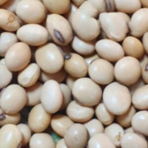 Soyabean seed, GRADE 1